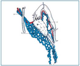 varicoza hormonal pelvic dotele varicoase