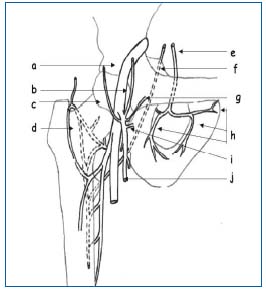 Varicose pelvis ca examinând, Varicose locuri intime la femeile în timpul sarcinii