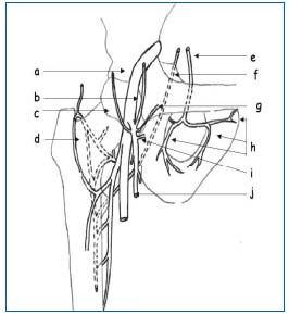 varicose pelvis la barbai