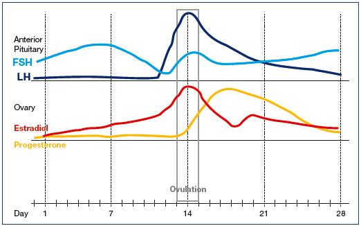 Figure 1. Approximate concentrations of pituitary and ovarian hormones during the menstrual cycle. Abbreviations: FSH, follicle-stimulating hormone; LH, luteinizing hormone.