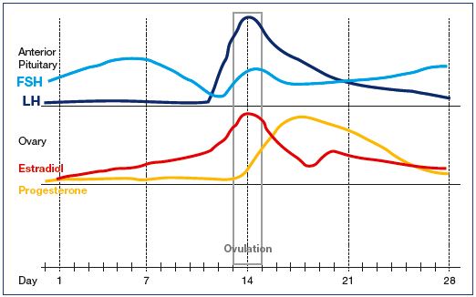 Hormone Changes During Menstrual Cycle Chart