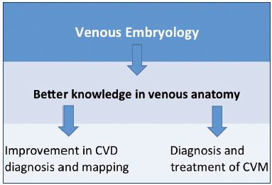 Figure 1. Usefulness of embryology and anatomy in clinical practice, which is crucial for the investigation of CVDs and management of CVMs. Abbreviations: CVD, chronic venous disease; CVM, congenital venous malformations.