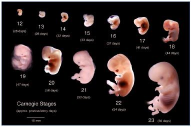 Figure 2. Organogenesis period from postovulatory weeks 4 to 8. The lower limb buds first appear at Carnegie stage 15 (33 days; embryo size, 8 mm). Copyrights Bradley R. Smith.