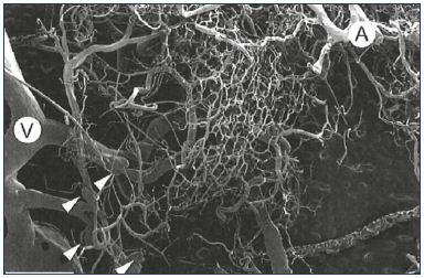 Figure 5. Arterial and venous capillary bed network. Capillary bed network associated with an artery (A) and a vein (V). Four “microvalves” are visible (arrowheads). Scale bar=2 mm. From reference 49: Phillips et al. Clin Anat. 2004;17:55-60. © 2003, Wiley- Liss, Inc.